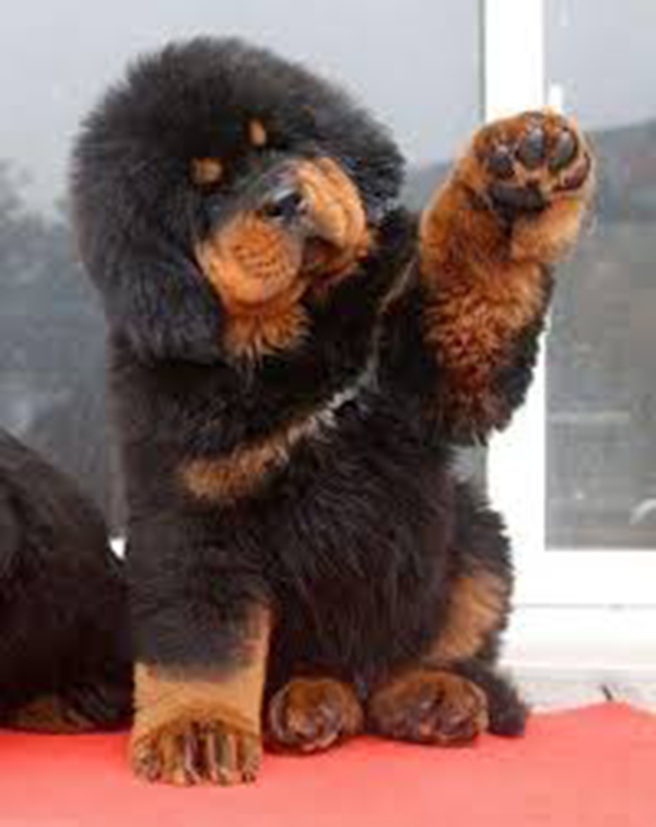 Mastín Tibetano, el perro más caro del mundo - estilos de vida - estilos de vida