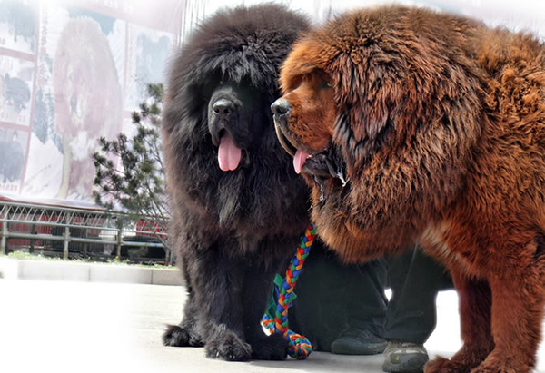 Mastín Tibetano, el perro más caro del mundo - estilos de vida - estilos de vida