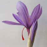 La flor del azafrán