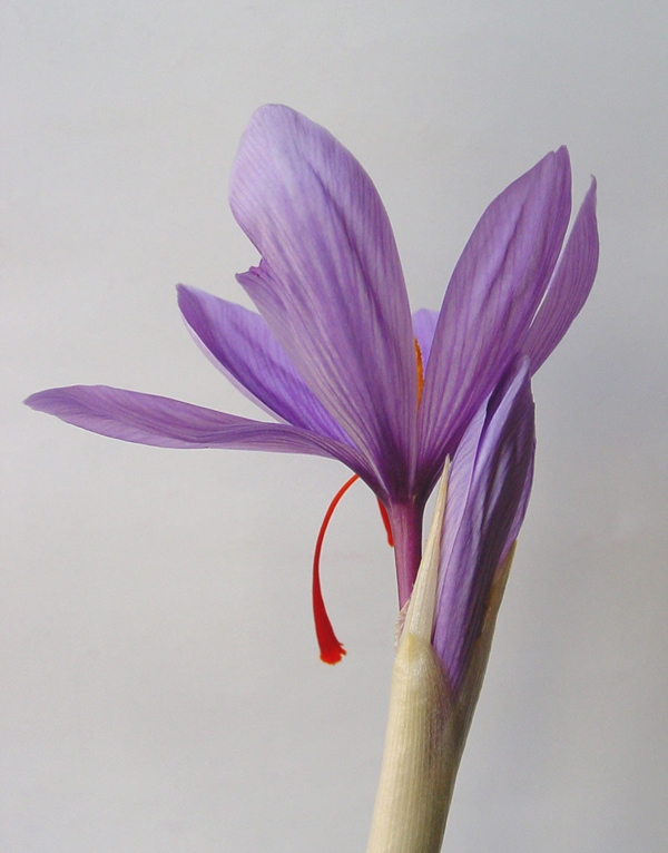 flor de azafran