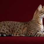 Ashera, el gato más caro del mundo