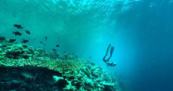 diving maldivas