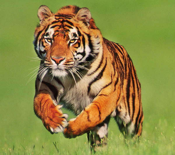 India --- Male Bengal Tiger Running Through Grass --- Image by © Frans Lanting/Corbis