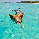 Pig Island, la isla de los cerdos nadadores en Bahamas